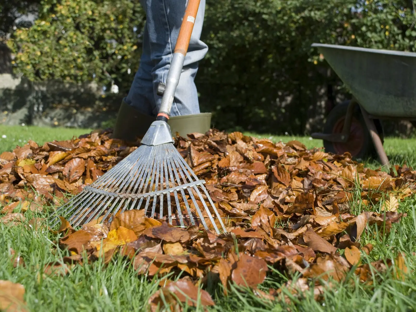 Seasonal Clean Up