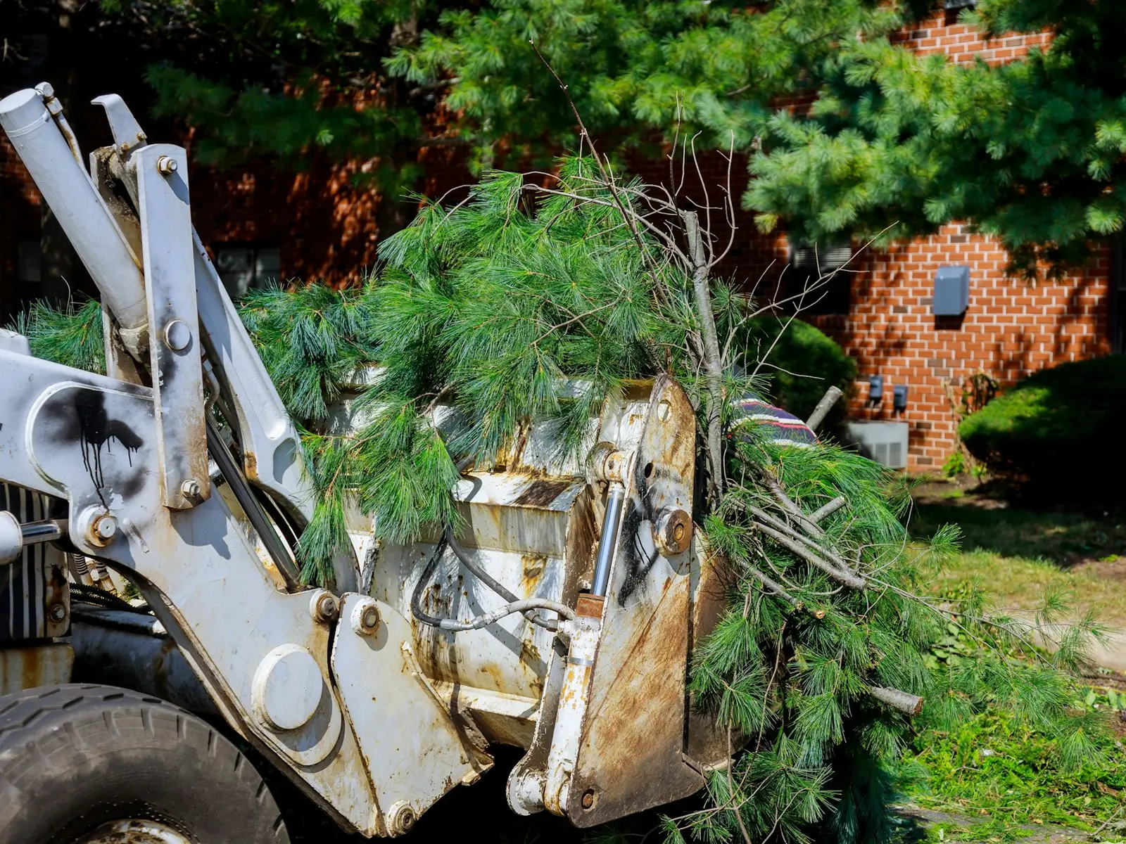 Tree Trimming, Removal & Stumps