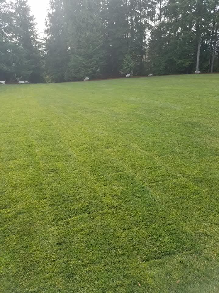 Finished green lawn maintained by Morales Landscaping
