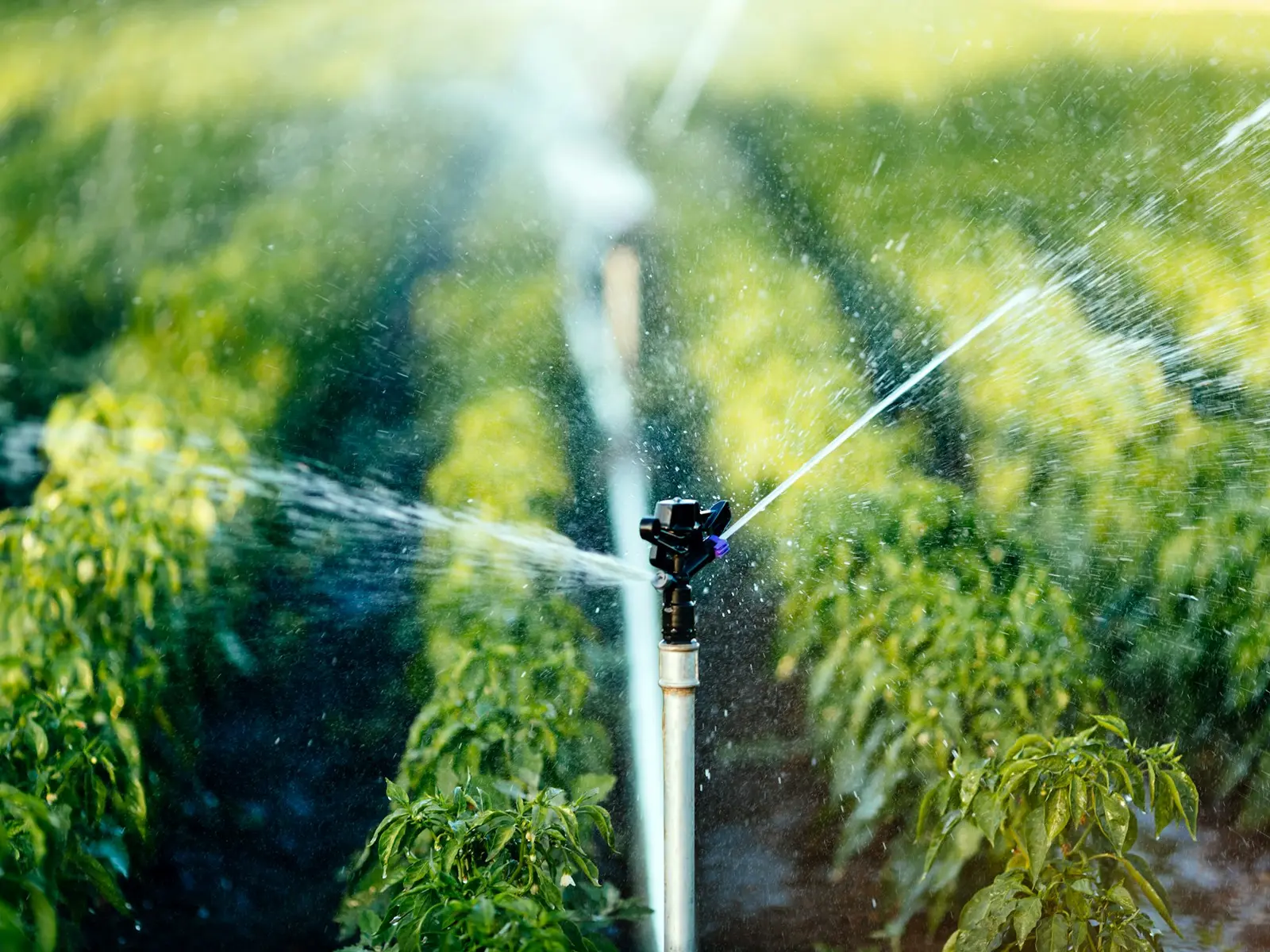 Irrigation Installation & Repair